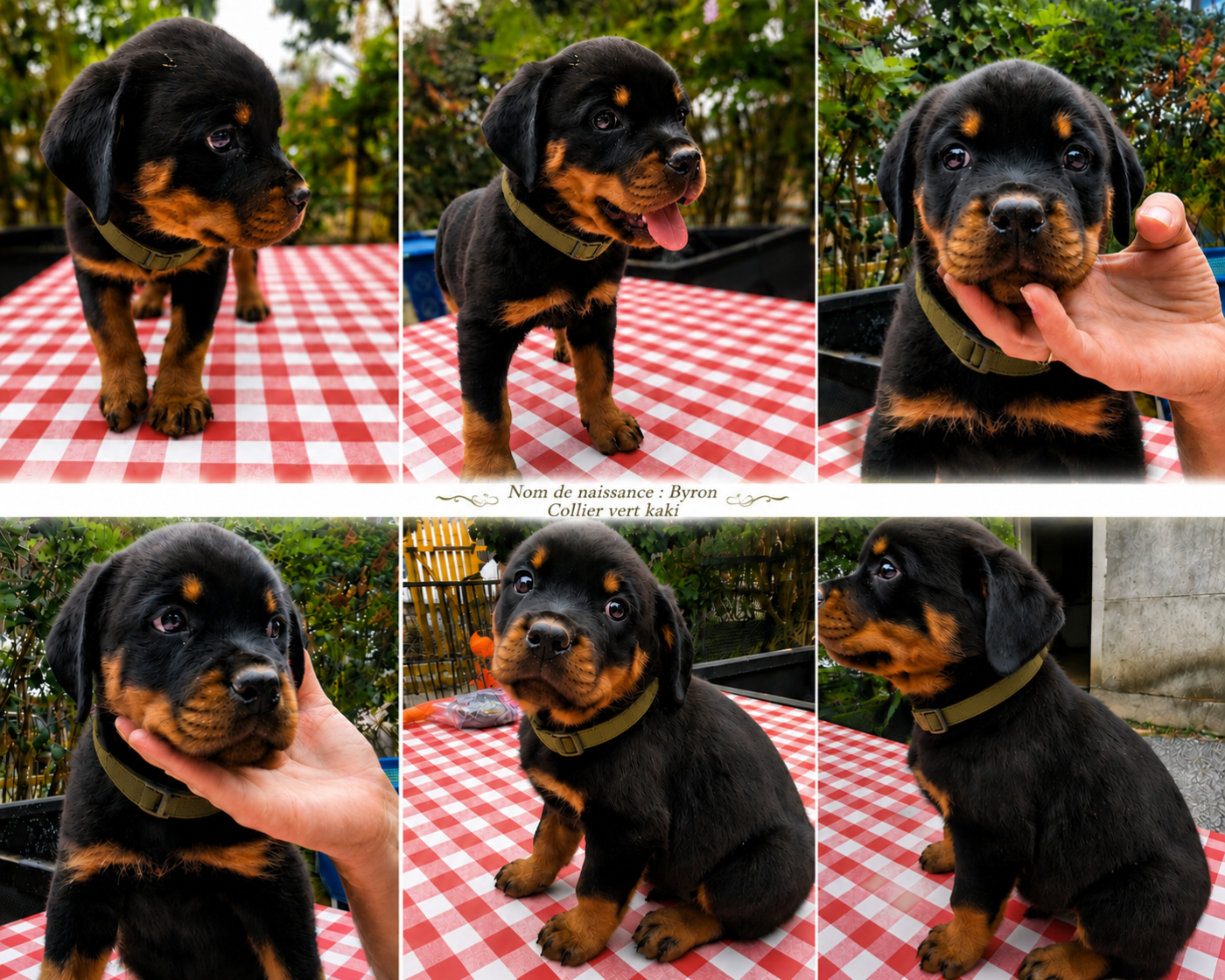 Melodie Albaret - Chiots disponibles - Rottweiler