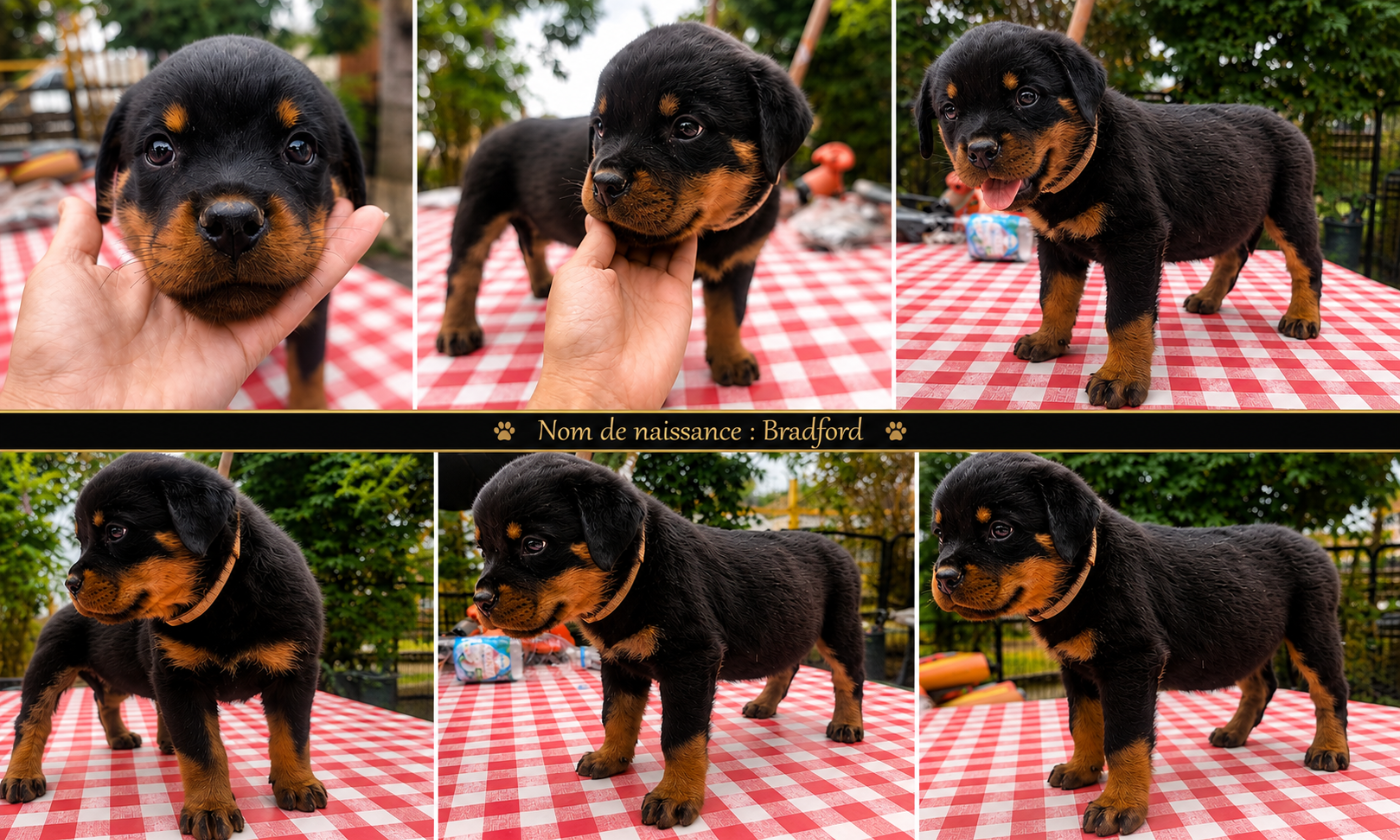 Melodie Albaret - Chiots disponibles - Rottweiler
