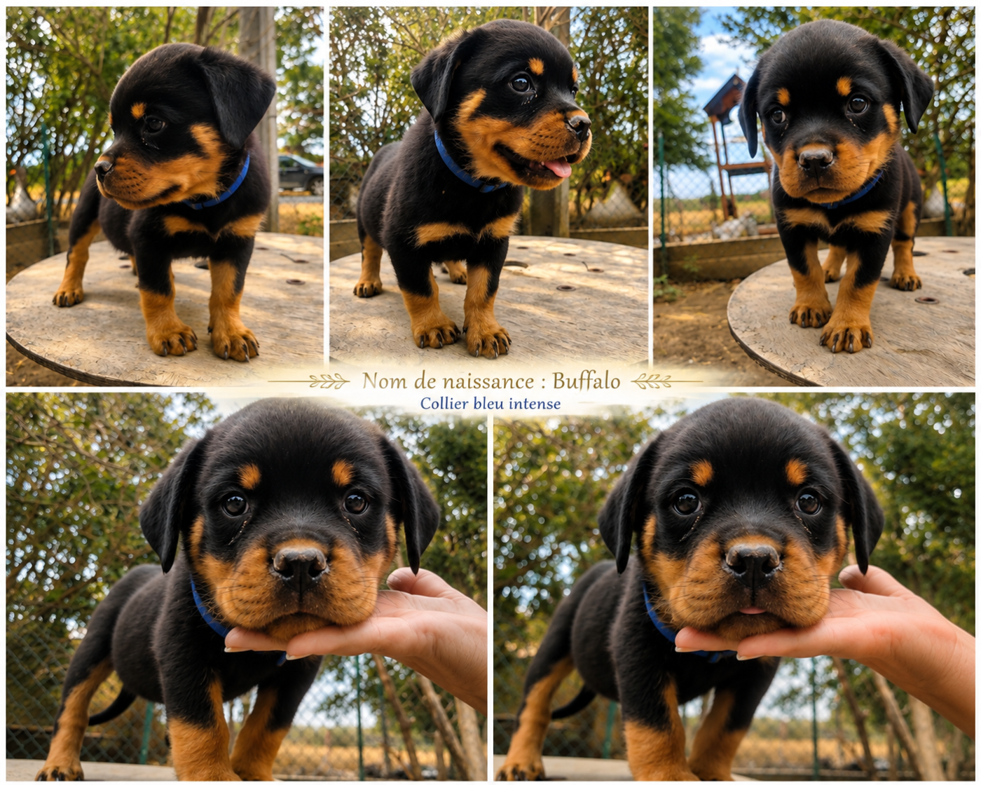 Melodie Albaret - Chiots disponibles - Rottweiler