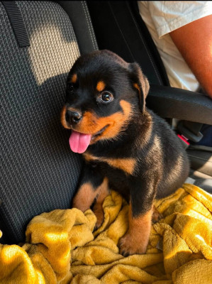 BOSCO